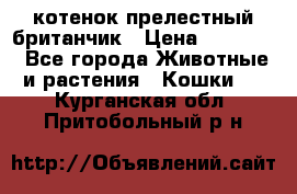 котенок прелестный британчик › Цена ­ 12 000 - Все города Животные и растения » Кошки   . Курганская обл.,Притобольный р-н